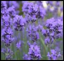 Fresh lavender at its best in June and July at the height of summer in the Northern Hemispheres.