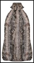 Animal Print Halter Style Animal Top Fashion for Winter 2011/12