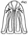 Picture of a cloak mantle 1843. Costume history and fashion history of cloaks.