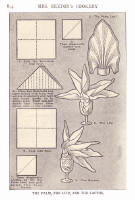 Napery. Picture of stages of a napkin fold in the style of a lily.