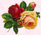 Picture of roses.