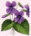 Picture of violets.