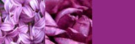 Tones of Purple Colour Trends for Fall 2007, Winter 2008